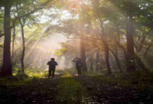 van vibhag bharti online