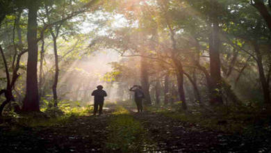 van vibhag bharti online